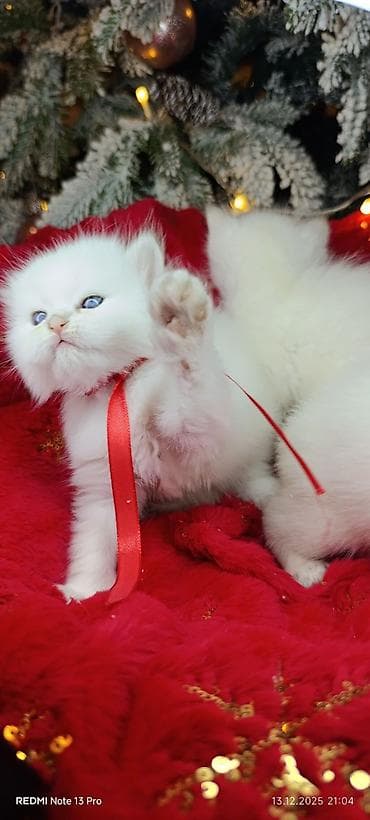 Şotland, Erkək, Dişi, Yaxşı əllərə, Ödənişli çatdırılma, Ünvandan götürmə, Rayonlara çatdırılma