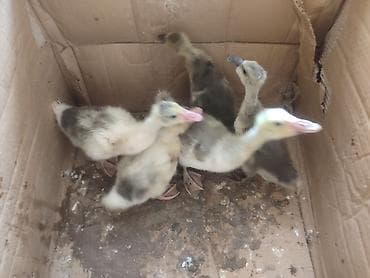 Gəmiricilər: Qaz balası 1 aylıq — 1