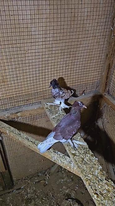 goyercin satilir: Baldilar qiy.et 2 sine aydir — 1