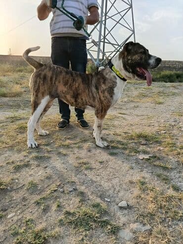 simmental inək cinsi: 1 il, Dişi, Peyvəndli — 4