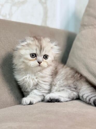 шиншилла кошка цена: Шиншилла, Самка — 4