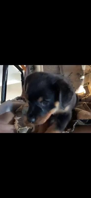 kangal itləri: Rotveyler, Peyvəndli — 4