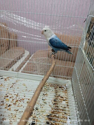 bala pişik: Bala vermiş fişer dişi satılır qiymeti 200 m mutasyadı — 4