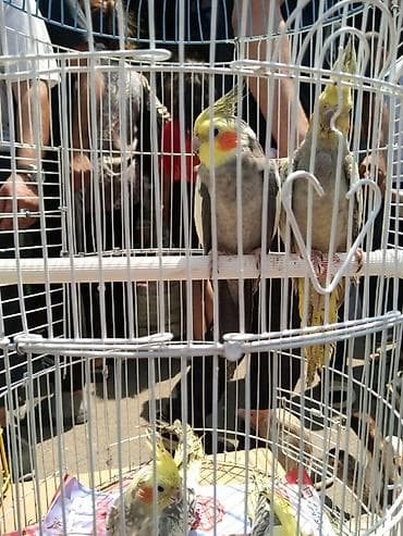 ev quşları haqqında: Tutuqusu əl quşu — 3