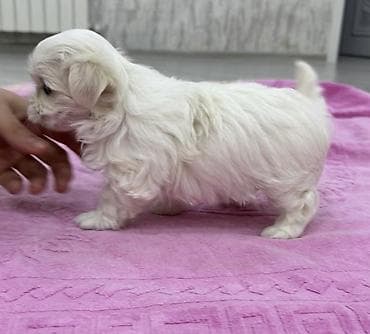 Digər heyvanlar: Malta bolonka — 5