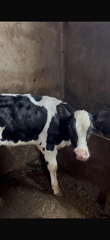 arpa bugda satisi: Holşteyn cinsli buzov Erkekdi 2 ayin icindedir yem ot yeyir - Rəng — 2