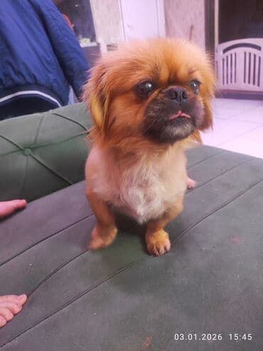 pekines dişi: Pekines — 1