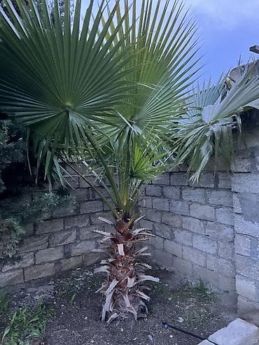 palma ağacları: Dekorativ fan xurması (Washingtonia robusta tipli) – bağ və həyətlər — 1