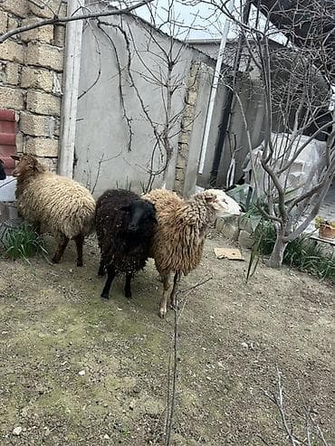 qoyun satisi: Biləcəridə 6 baş ərkey touğlu satılır. Tam sağlam ətlik və damazlıqdı — 7