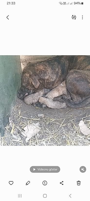 coban iti sekilleri: Dişi — 2