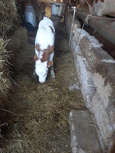 balalı inək: Disi Süni mayalanma — 2