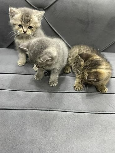 erkey pisik adlari: Tabbi, Yaxşı əllərə — 9