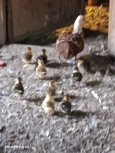 balalı inəklər: Salam Aleykum Təmiz cins lal ördek balaları. 9 ədətdi. ☝️4 gülkükdü — 4