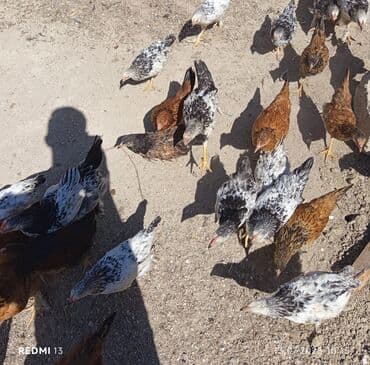 gence toyuq cuce: Toyuq cücələri, Damazlıq, Ünvandan götürmə, Ödənişli çatdırılma — 2
