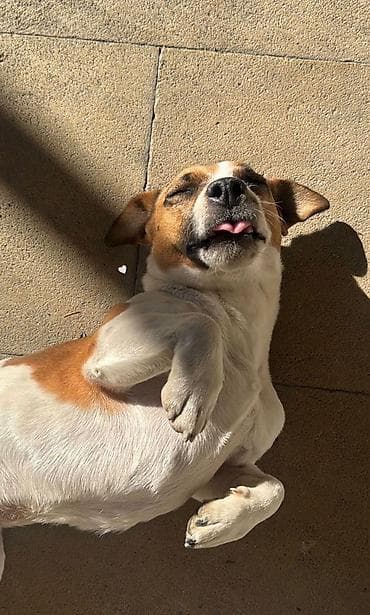 sperma faizini artiran derman: Cek rassel teryer, 3 il, Erkek, Cütləşmə üçün, Ünvandan götürmə — 1