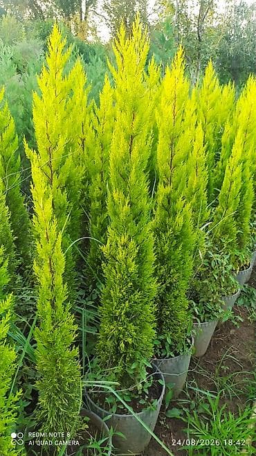 evkalipt ağacı haqqinda: Limonni yolka agacları çox münasib qiymətə satişda dibçəkdə böyüdülmüş — 2