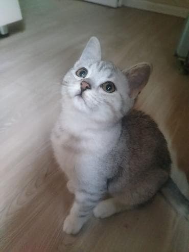 pisiy: Gümüş rəngli, zolaqlı, qısa tüklü balaca pişik. Yumşaq, sıx kürkü, iri — 2