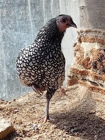 qus yuvası: Toyuq, Yumurtalıq — 1