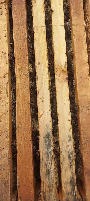 ari yesiyi satilir: Təcili satılır 4 yeşikdir anaları payızın anasıdır cavan — 3