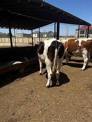 dovşan yemi: Südlük və damazlıq potensiallı inəklər 6baş maldır3i 20gune dogacaq 3i — 4
