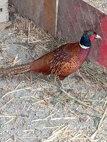 Halqa boyunlu xoruzlar biri 30 azn. Qumus qirqovul xoruzu 70