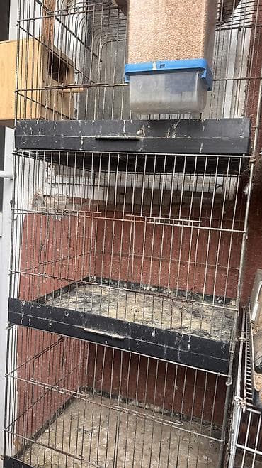kreditle it satisi: Qəfəs 4 mərtəbəlidi idealdı amadin və papuqay saxlamaq mümkündür — 2