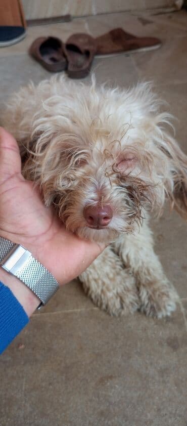 maltese bichon qiymeti: 8 ay, Dişi, Peyvəndli, Ünvandan götürmə — 3