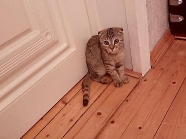 С/х животные и товары: Шотладская вислоухая — 1