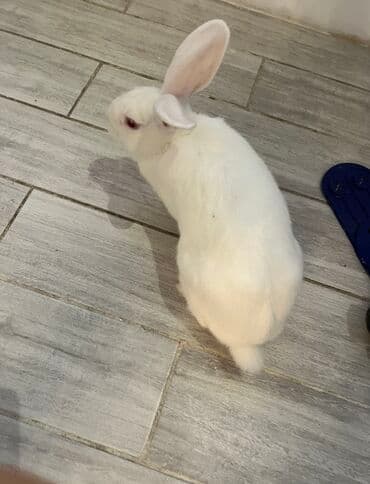 dovşan qiymətləri: Ağ rəngli dovşan
Ev dovşanıdı tualete öyreşdirilib — 4