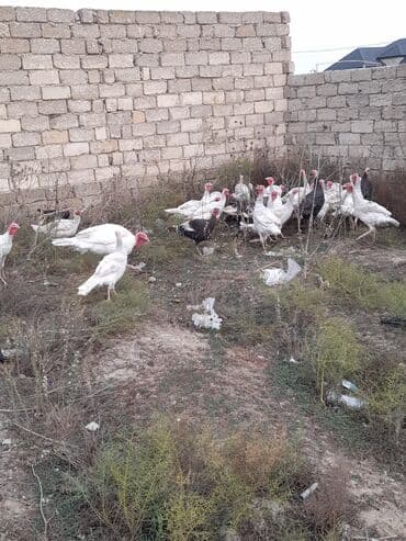 Gəmiricilər: Məhsul: Hinduşka sürüsü Təsvir:Təbi şəraitdə böyüdülmüş Ag Kanada — 5