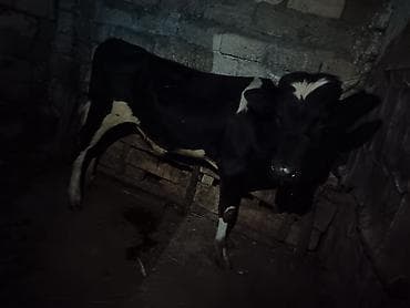 8 aylıq erkey dana süni mayalanma Qara‑ağ rəngli erkey dana - Cins at lalafo.az 8 aylıq erkey dana süni mayalanma Qara‑ağ rəngli erkey dana - Cins