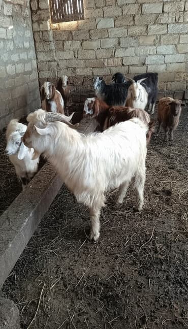 Qoyunlar, qoçlar: Təcili satılır ehtiyac var Real alıcılar mesaj yazsın nömrə 050 967 27 — 1