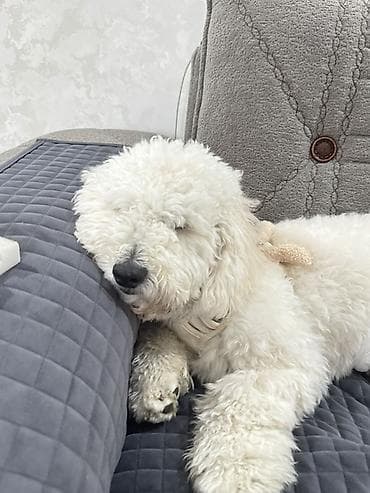 gencede heyvanlar: Pudel İti 7 aylıqdır Tualet tərbiyəsi var,hamamda rahatlıqlar — 8