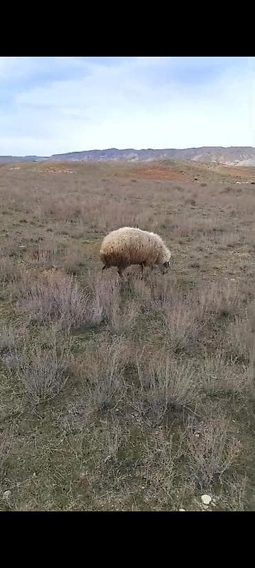 it qovan cihaz: 4dənə qala sortu qoçu isteyen buyursun — 5