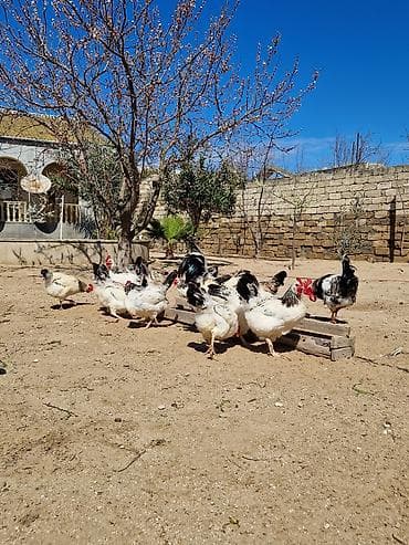 çöl toyuğu: Toyuq, Damazlıq — 3