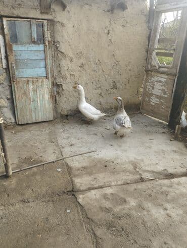 pekines itlerin satisi: Qazlar – cütlük - Növ: ev qazı - Rəng: biri tam ağ, biri boz-ağ — 2