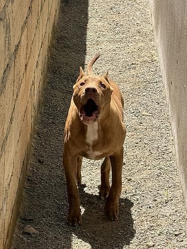saf qan haski: Pitbul, 6 ay, Erkek, Sənədli — 3