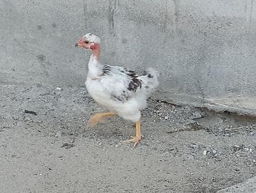 tovuz quwu: QİYMƏT SONDUR.3 aylıqdı Cinsi: boyunları lələksiz — 1