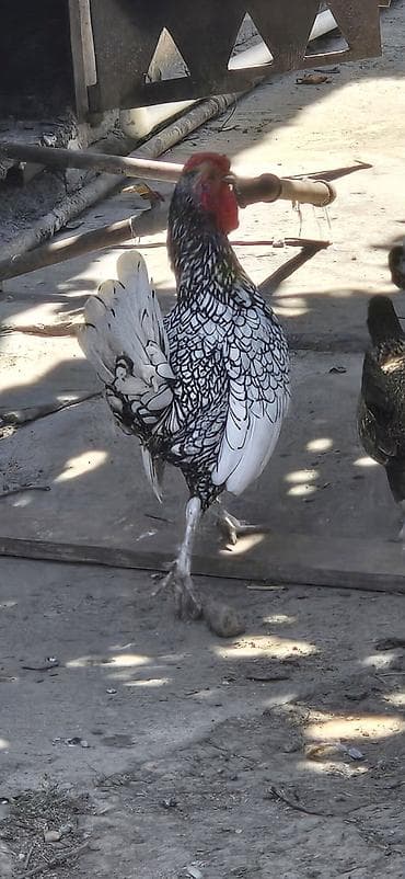 Nadir dekorativ bantam toyuqları – Sebright cinsi. ağ xoruz 50 azn lalafo.az -da Nadir dekorativ bantam toyuqları – Sebright cinsi. ağ xoruz 50 azn