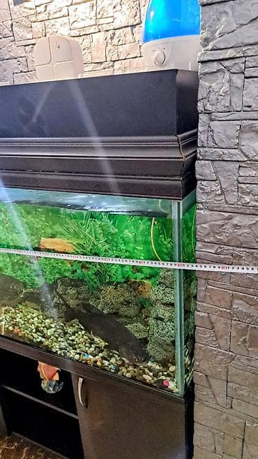 akva ayaqabılar: Hazır Akvarium Sistemi – Hər şeyi daxil! ​ ​Ölçülər: 120 x 40 x 60 sm — 3