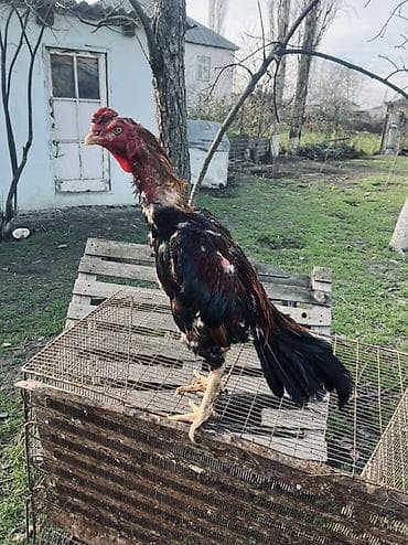 heyrati xoruz: Heyratı xoruz satılır 1 yaş 7 aylıqdı Cins: Malay tipli — 2