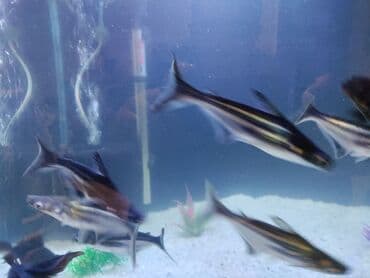 nemo baliq: Akula balığı, Sülhsevər — 4