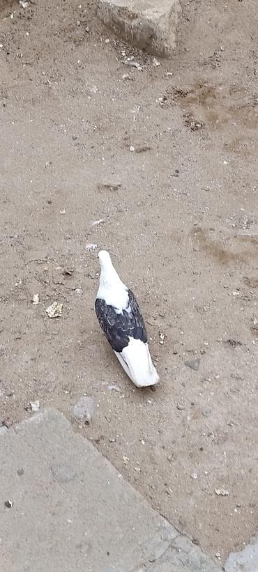 ucuz goyərcinlər: Tər təmiz qoşa çəpdi. Dəstə ağ quyruqdu. Uçuşuda vidi kimi gözəldi — 2