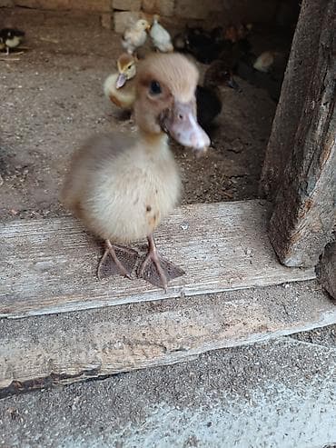 pitbul erkek: Erkək, | Lal ördək, Ətlik, Ünvandan götürmə — 3