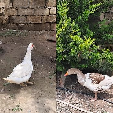 Qazlar – yerli ev quşları - Növ: ev qazı (ağ və ağ-qəhvəyi rəngli