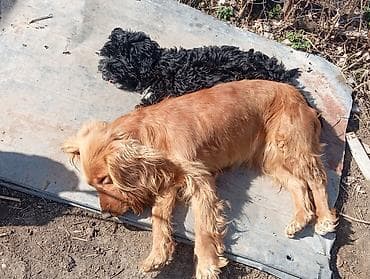 Akvariumlar: Dişi, Peyvəndli — 2