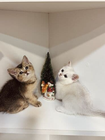 ev heyvanları adları: Şinşilla, Erkək, Dişi, Yaxşı əllərə, Ünvandan götürmə — 5