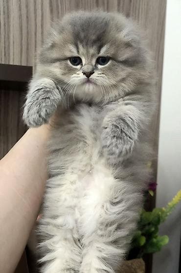 pişik üçün qum: Tam sağlam uzuntüklü balalar saf Qandi. Ana ve ata şəkillərini ciddi — 7