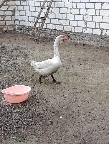 Erkək, | Xolmogor, Damazlıq, Ödənişli çatdırılma