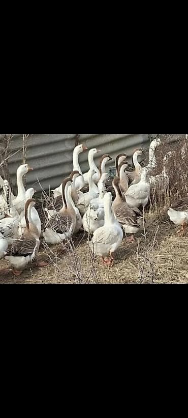 Quşlar: Dişi, Ətlik — 2